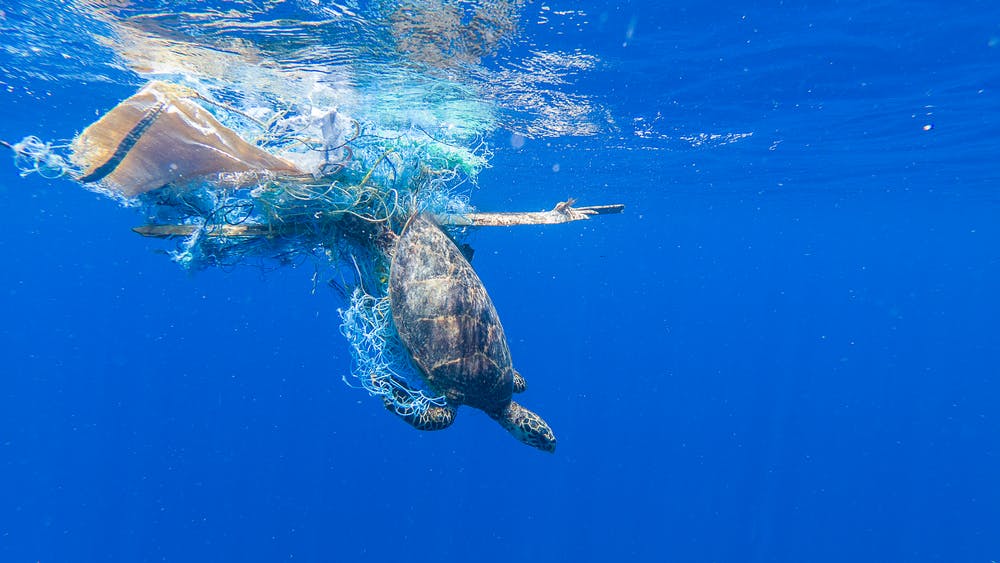 Las redes de pesca descartadas o ‘redes fantasma’ pueden atrapar a animales como las tortugas. / Foto: The Conversation