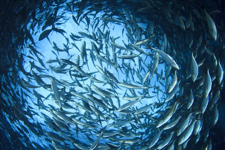 La sobreexplotación pesquera en el Pacífico está esquilmando la vida marina / Foto: The Conversation