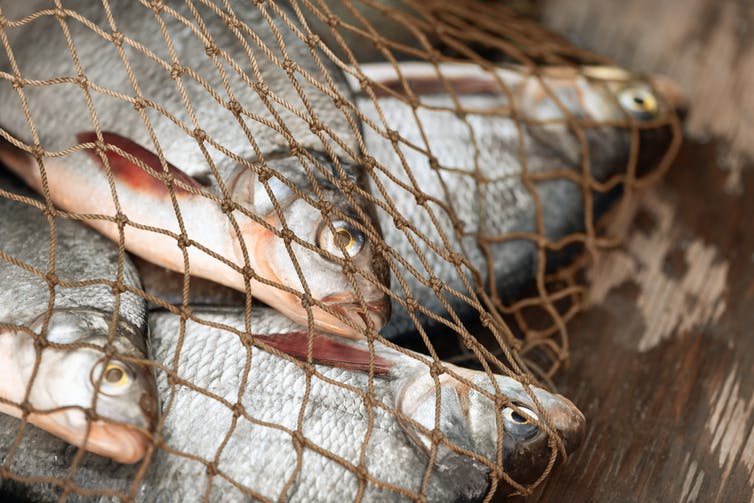 A escala global el nivel de compromiso con los límites de pesca es escaso, lo mismo que la capacidad para hacerlos cumplir. / Foto: The Conversation A escala global el nivel de compromiso con los límites de pesca es escaso, lo mismo que la capacidad para hacerlos cumplir. / Foto: The Conversation
