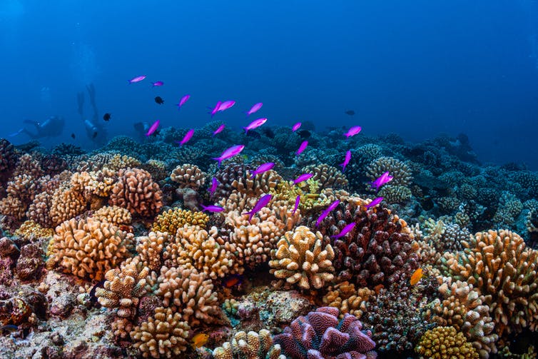 El Pacífico acoge más del 75 % de los arrecifes de coral del mundo / Foto: The Conversation El Pacífico acoge más del 75 % de los arrecifes de coral del mundo / Foto: The Conversation