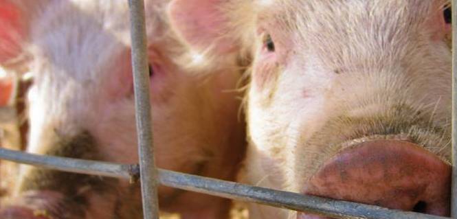 Cerdos detrás de una valla en una granja. / Foto: Brent Melton