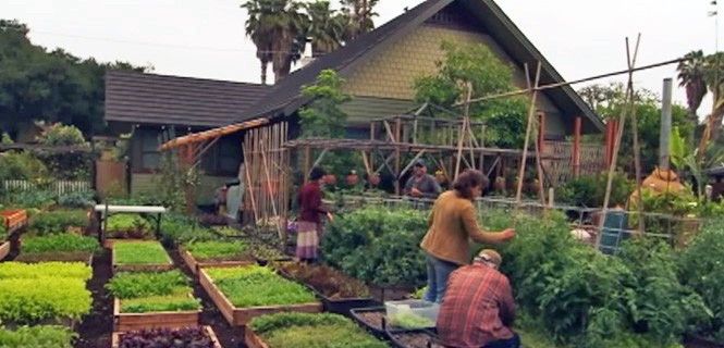 En la finca crecen unas 350 variedades distintas de plantas / Foto: The Urban Homestead