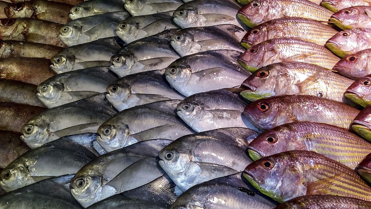Ejemplares de pescados que se comercializan como producto acuícola / Foto: Pashminu Mansukhani - Pixabay 