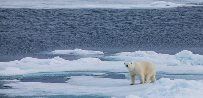 Oso polar en el Ártico, entre Franz Josef Land y el polo Norte, Rusia. / Foto: Josef Friedhuber