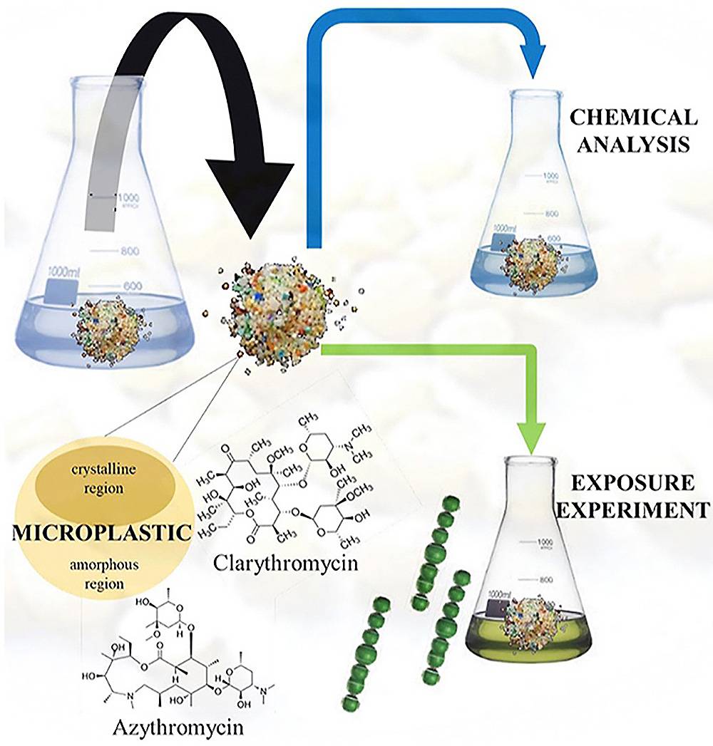 Esquema del experimento realizado para estudiar el papel de los microplásticos como posibles vectores de los antibióticos claritromicina y azitromicina / SINC