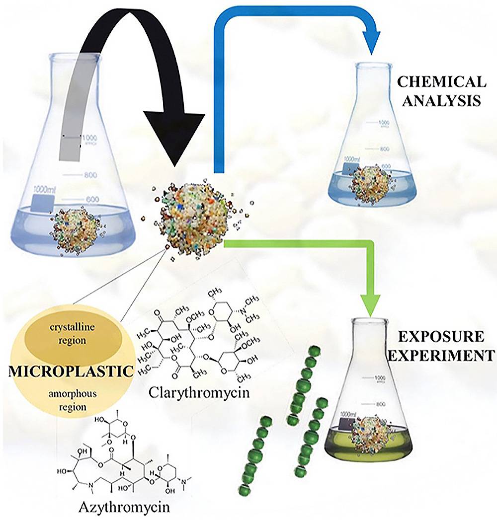Esquema del experimento realizado para estudiar el papel de los microplásticos como posibles vectores de los antibióticos claritromicina y azitromicina / SINC Esquema del experimento realizado para estudiar el papel de los microplásticos como posibles vectores de los antibióticos claritromicina y azitromicina / SINC