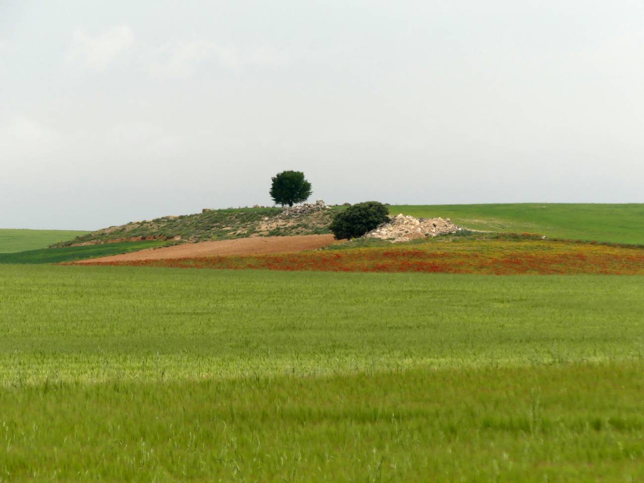 La ciencia cuenta con el conocimiento y las herramientas necesarias para poder diseñar un modelo agrario más justo y sostenible de la PAC / Foto: SINC