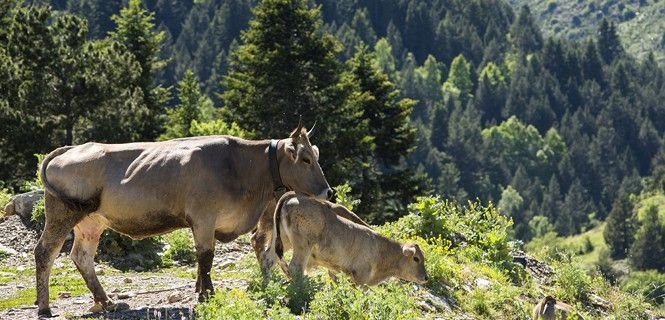 Una vaca y su ternero en un prado de los Pirineos. Comer carne/ Foto: Josep Cano