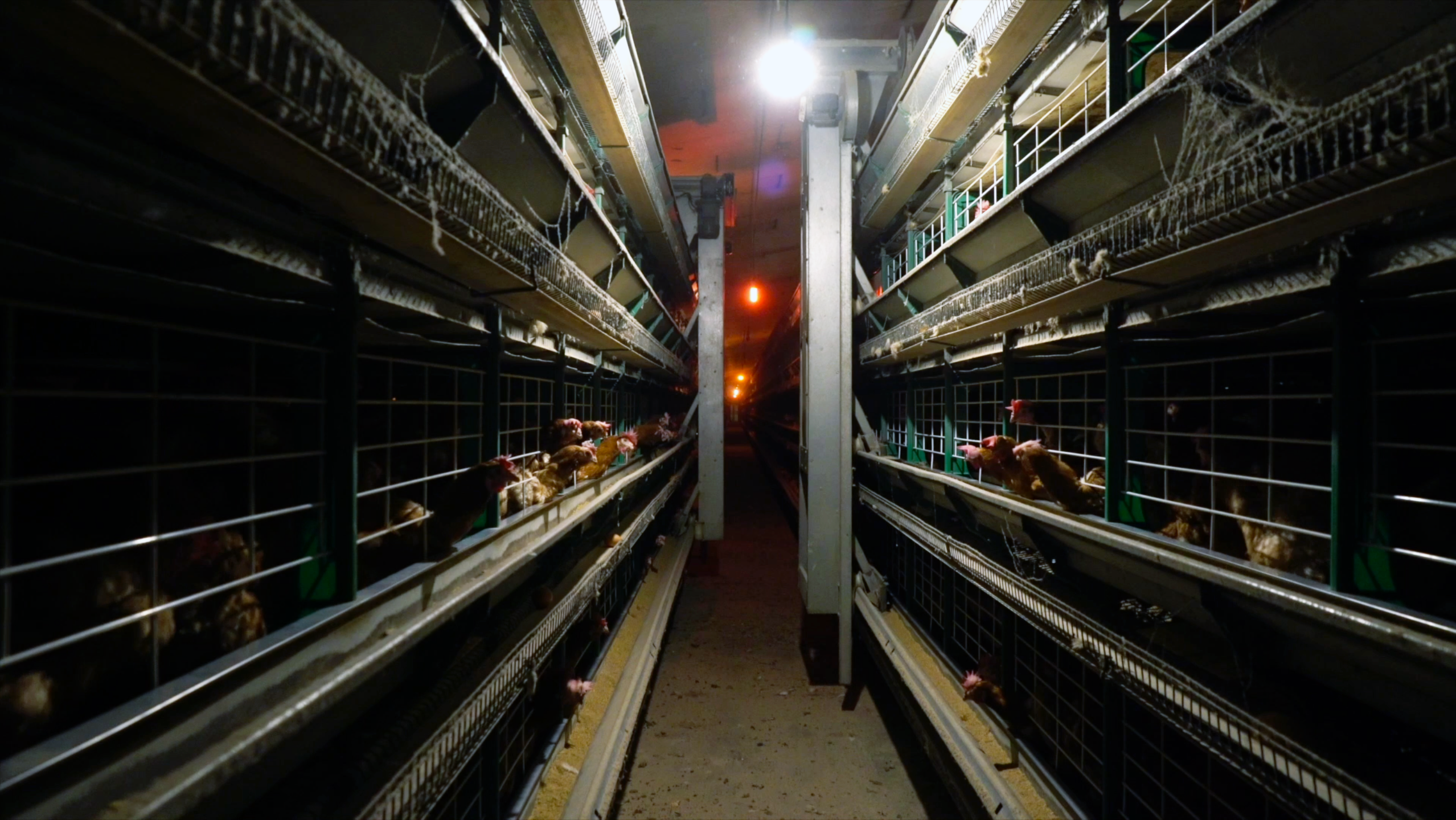 Pasillo de granja de cría intensiva de gallinas en jaulas / Foto: Equalia Pasillo de granja de cría intensiva de gallinas en jaulas / Foto: Equalia