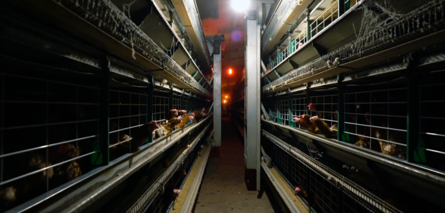 Pasillo de granja de criÌa intensiva de gallinas en jaulas / Foto: Equalia