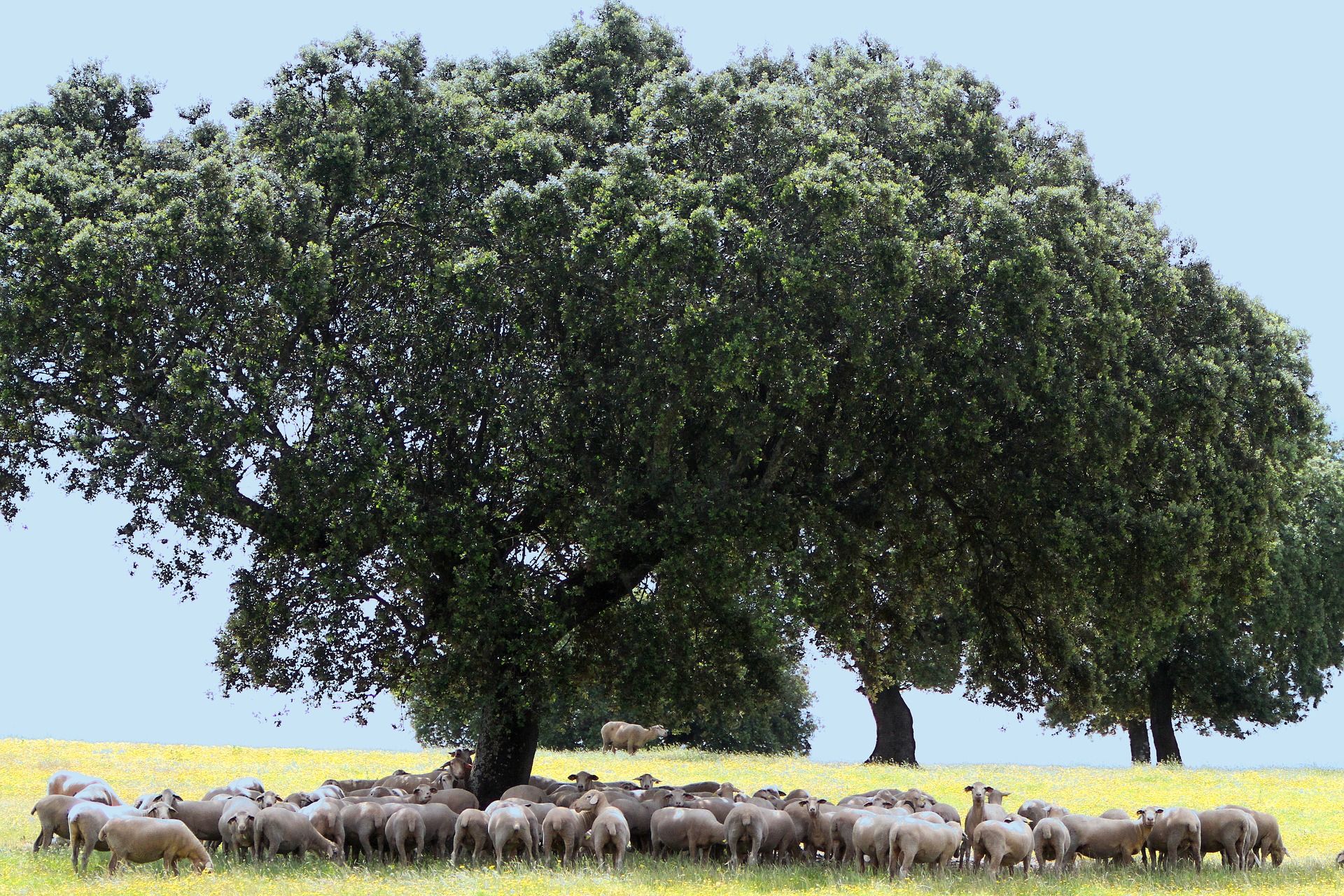 Ejemplares de ovejas en la sobra de vegetación en una de Extremadura, que también son una fuente de emisiones de metano / Foto: Anne Saturnino Miranda - Pixabay