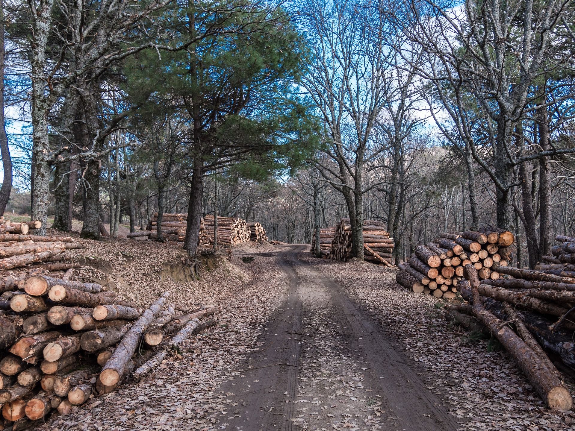 El CSIC patenta una ‘superenzima’ que disminuye la contaminación asociada a la industria papelera  / Foto: Carabo Spain - Pixabay