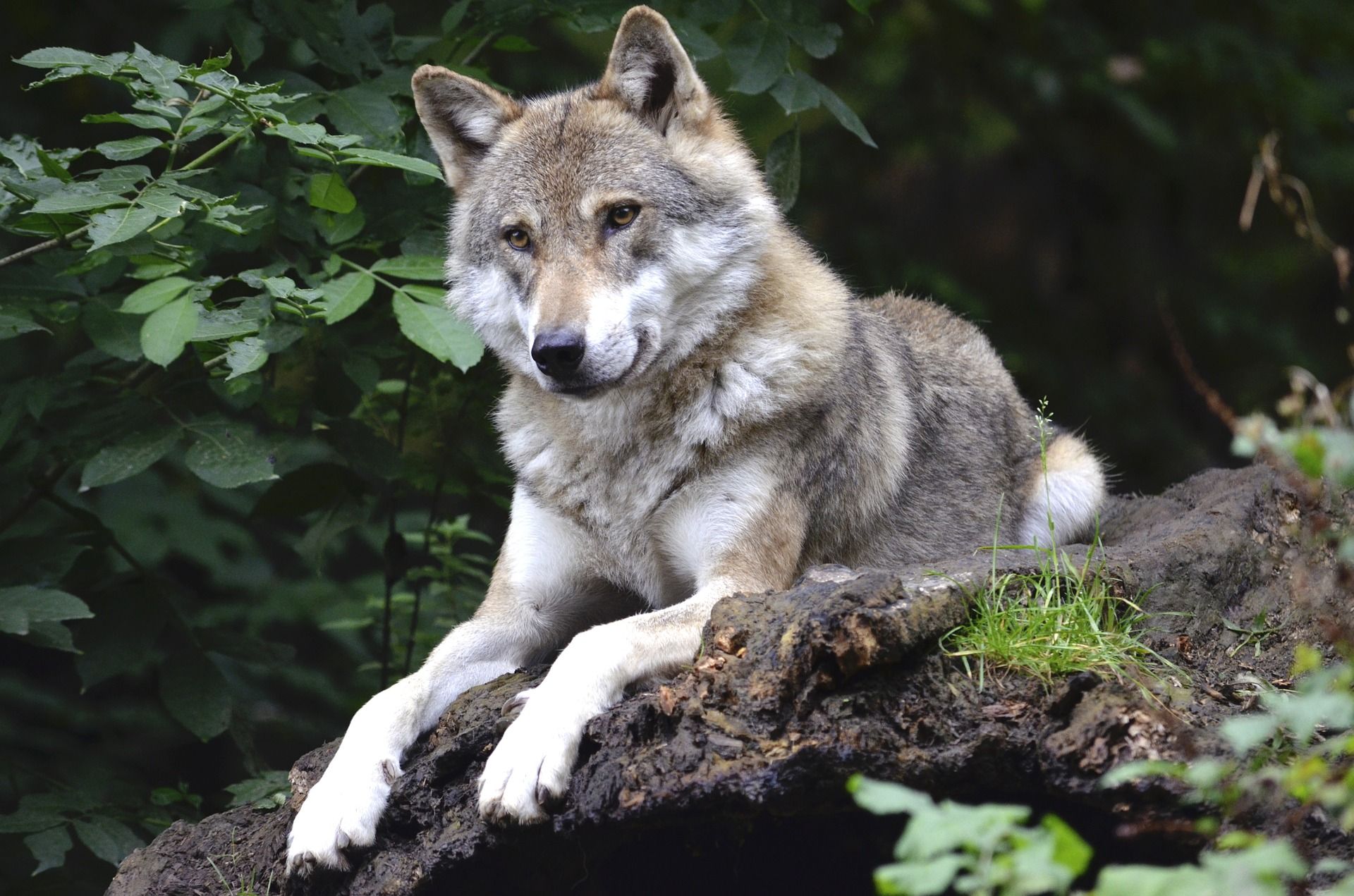 Ejemplar de Lobo ibérico, Ávila / Foto: Andrea Bohl - Pixabay