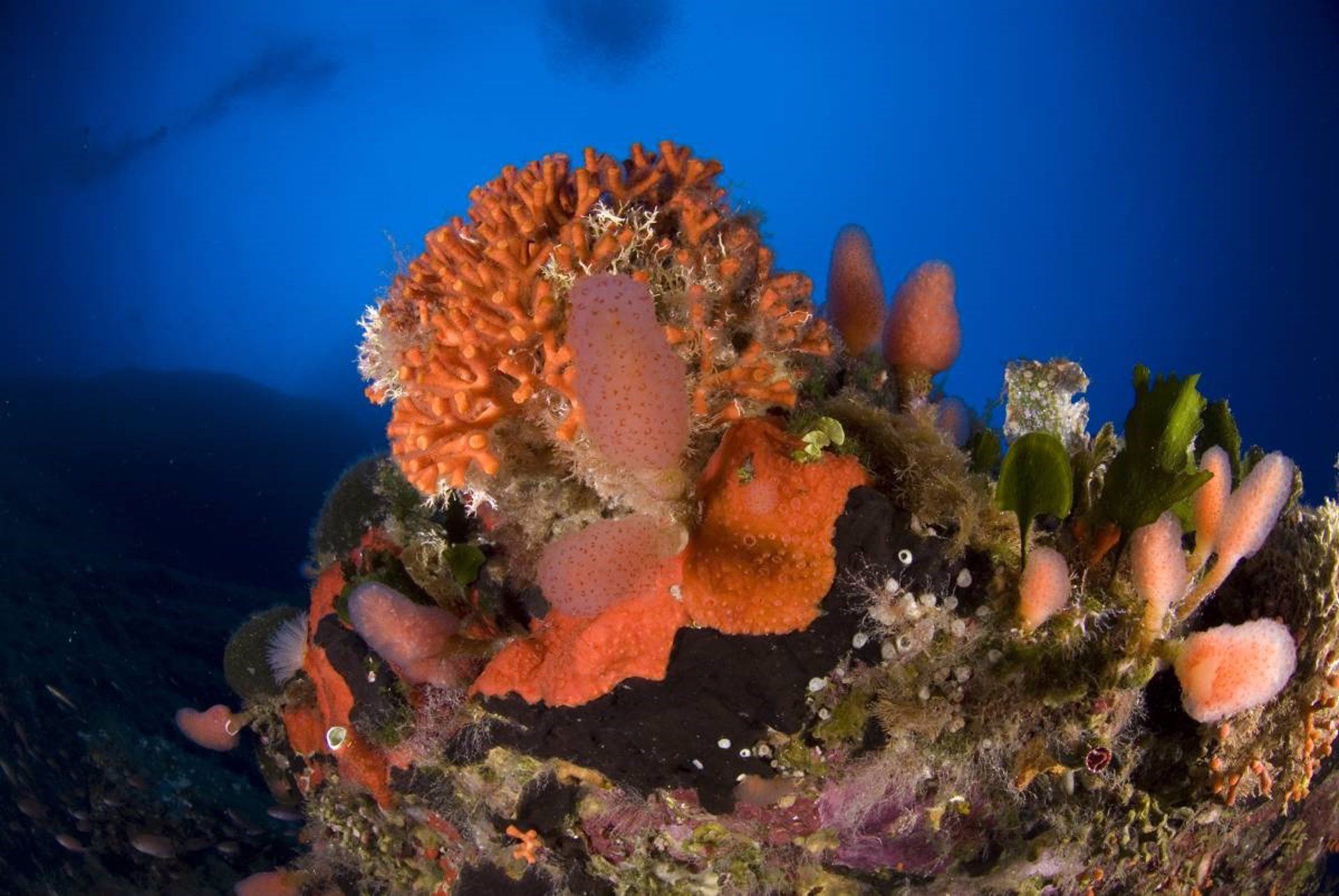 Falso coral  ('Myriapora truncata'), en Cabrera al que afecta el arrastre / Foto: EP