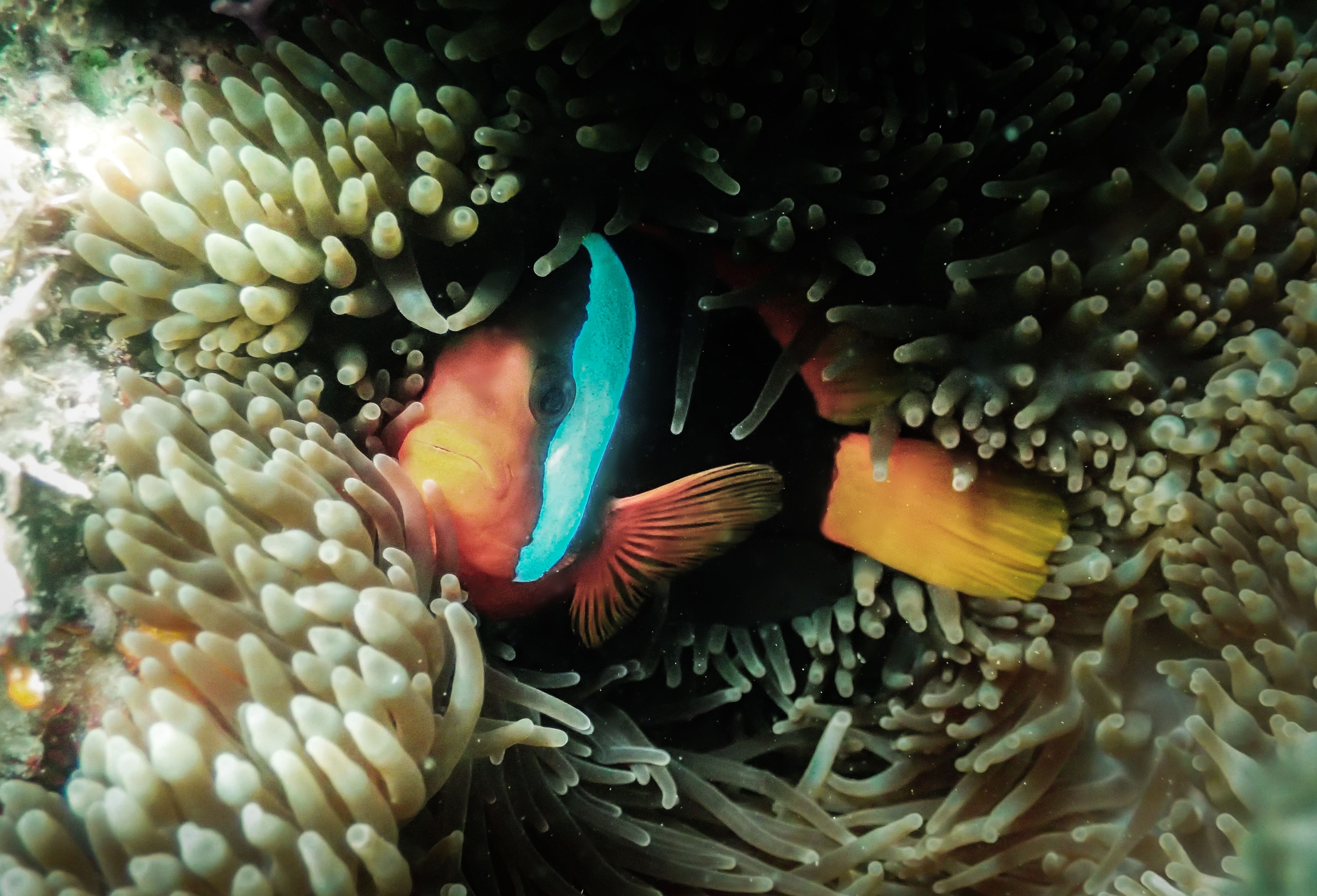 Pez payaso de fuego ('Amphiprion melanopus') en Opal Reef, Norte de la Gran Barrera de Coral, en Australia, que también se ve afectado por el cambio climático / Foto  Isabel Núñez (2020)