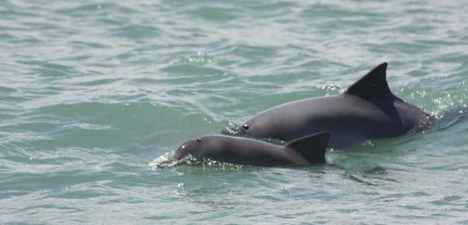 El delfín costero ('Sotalia guianensis') habita en los mares del centro y sur de América / Foto: Aquasis