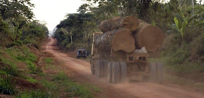 La gran mayoría procede de la cuenca del Amazonas, África Central y el Sudeste Asiático / Foto: Greenpeace