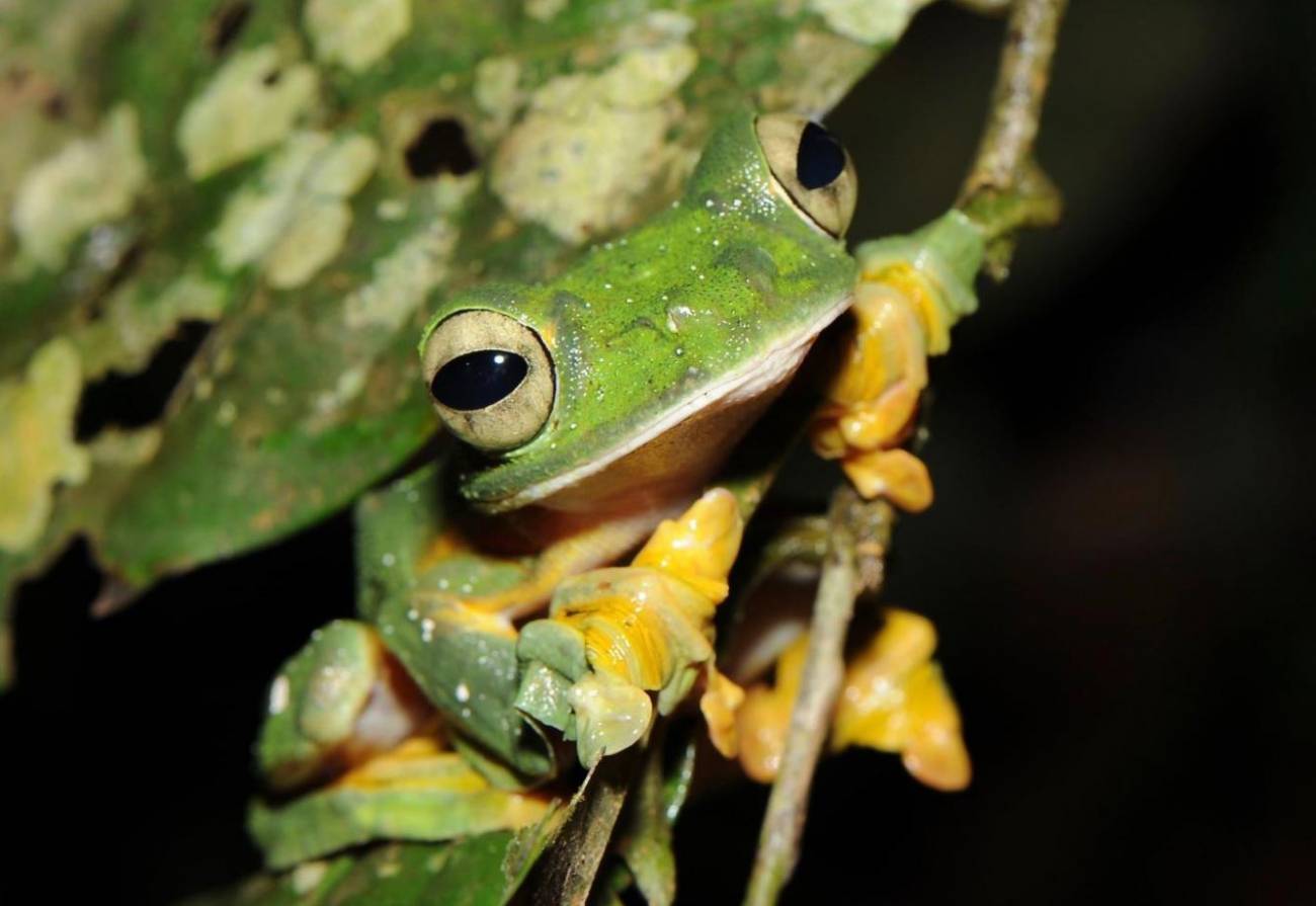 Ejemplar de uno de los muchos tipos de anfibios / Foto: SINC