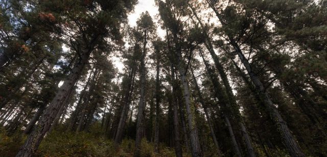 Bosque de pinos en el País Vasco / Foto: The Conversation