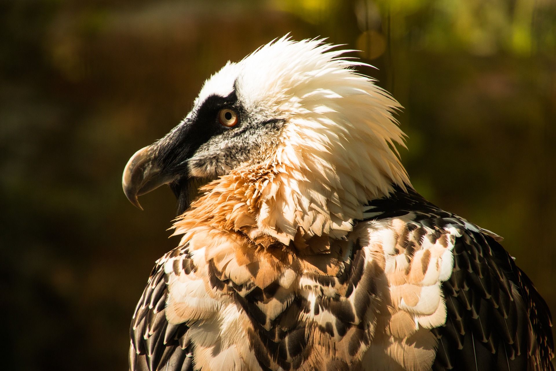 Ejemplar de quebrantahuesos ('Gypaetus barbatus'), ave en grave peligro de extinción vuelve a reproducirse en Granada / Foto: Gerhard G. - Pixabay