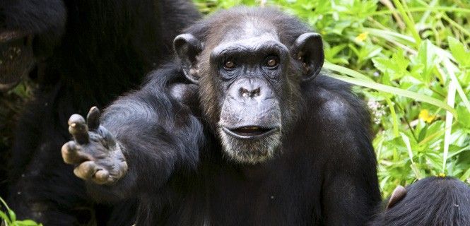 Los grandes simios vivirán a partir de ahora acogidos por Chimp Haven, en Keithville (Luisiana) / Foto: Namatae