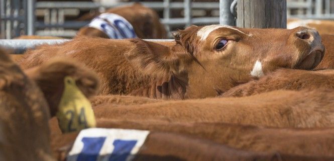 Empezarán a criar animales en el primer semestre de 2016 / Foto: Courtland Roberts