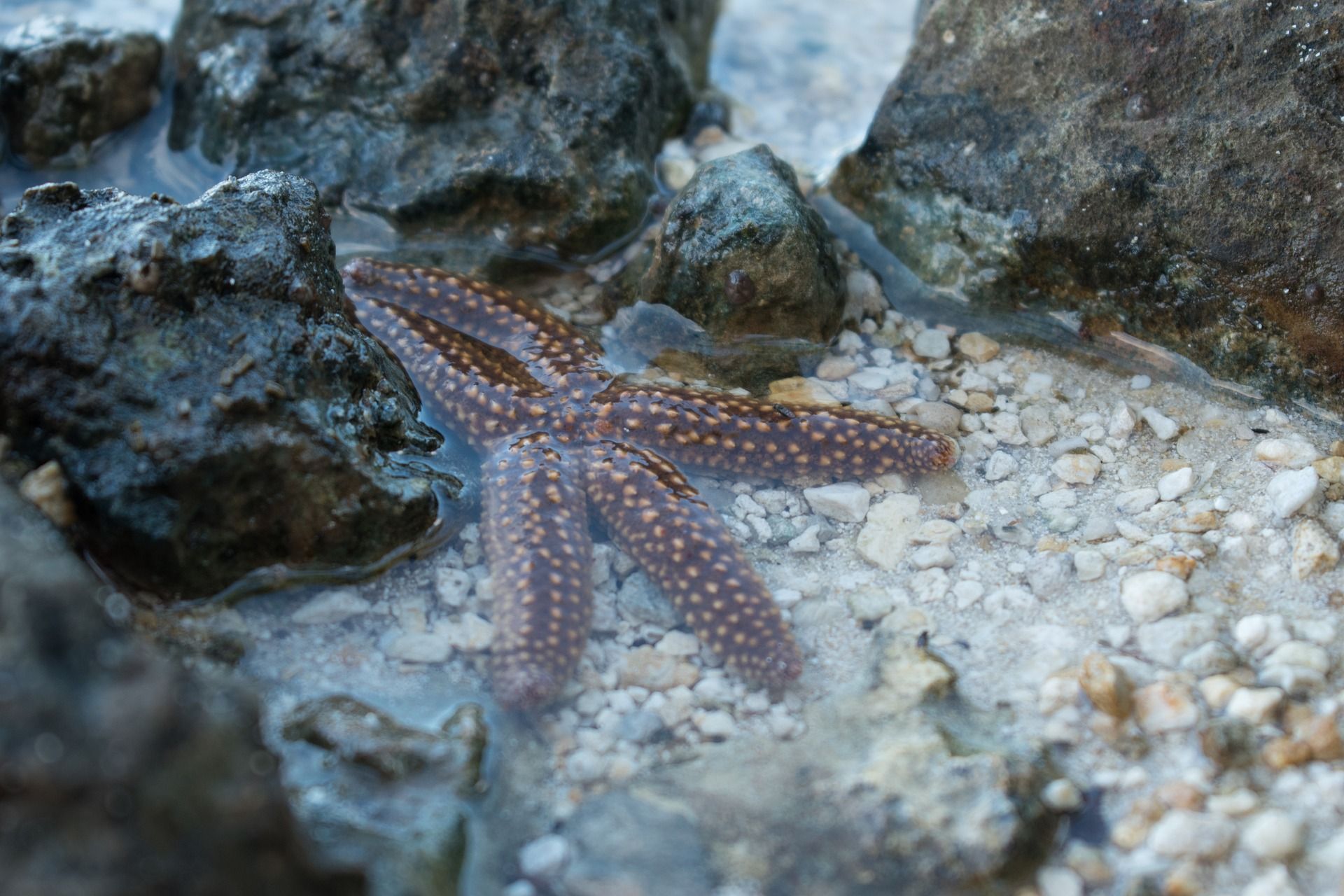 Estrella de mar / Foto: Pixabay