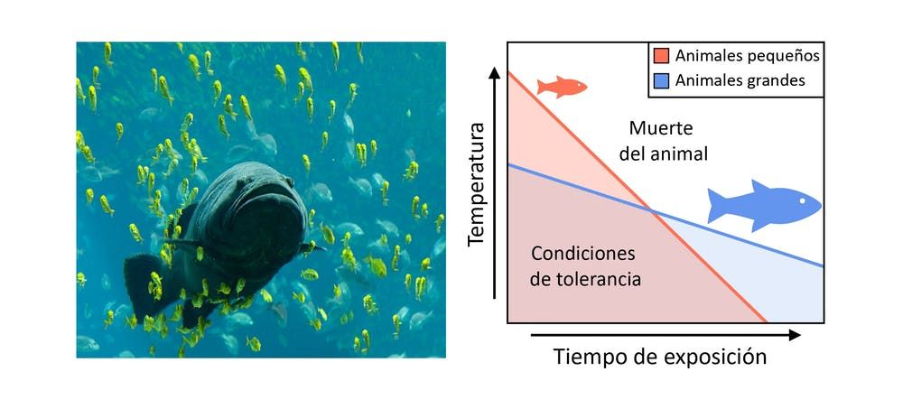La tolerancia al calor depende del tamaño en animales ectotermos (p.e. peces). Animales pequeños resisten temperaturas más elevadas que los animales grandes, pero por cortos periodos de tiempo / The Conversation La tolerancia al calor depende del tamaño en animales ectotermos (p.e. peces). Animales pequeños resisten temperaturas más elevadas que los animales grandes, pero por cortos periodos de tiempo / The Conversation