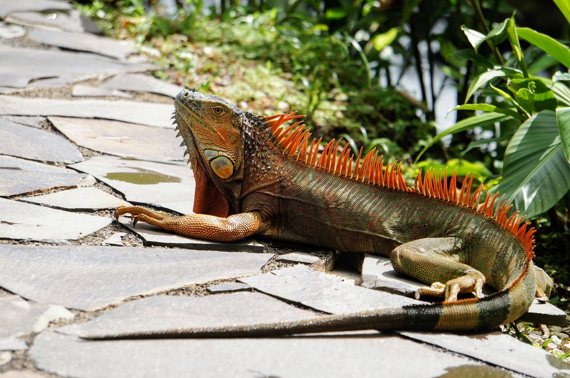 El ejemplar de iguana como muchas otras especies podrían tener dificultades para adaptarseque al calentamiento global / Foto: Pixabay