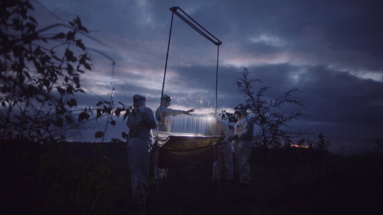 Investigadores de EcoHealth Alliance instalan una “trampa de arpa para capturar murciélagos y tomar muestras / Foto: SINC