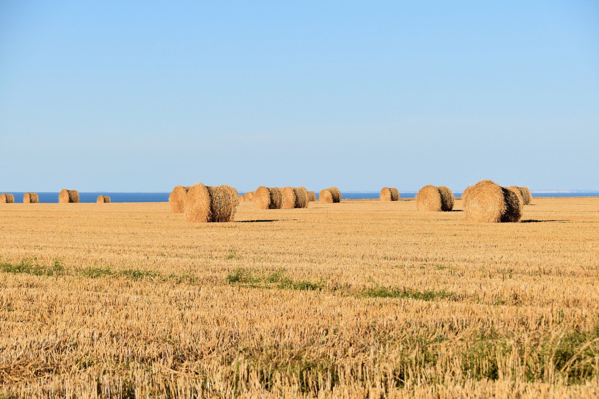 Bloques de paja en un campo. El sobrante agrícola es un residuo abundante y barato / Foto: JackieLou DL - Pixabay