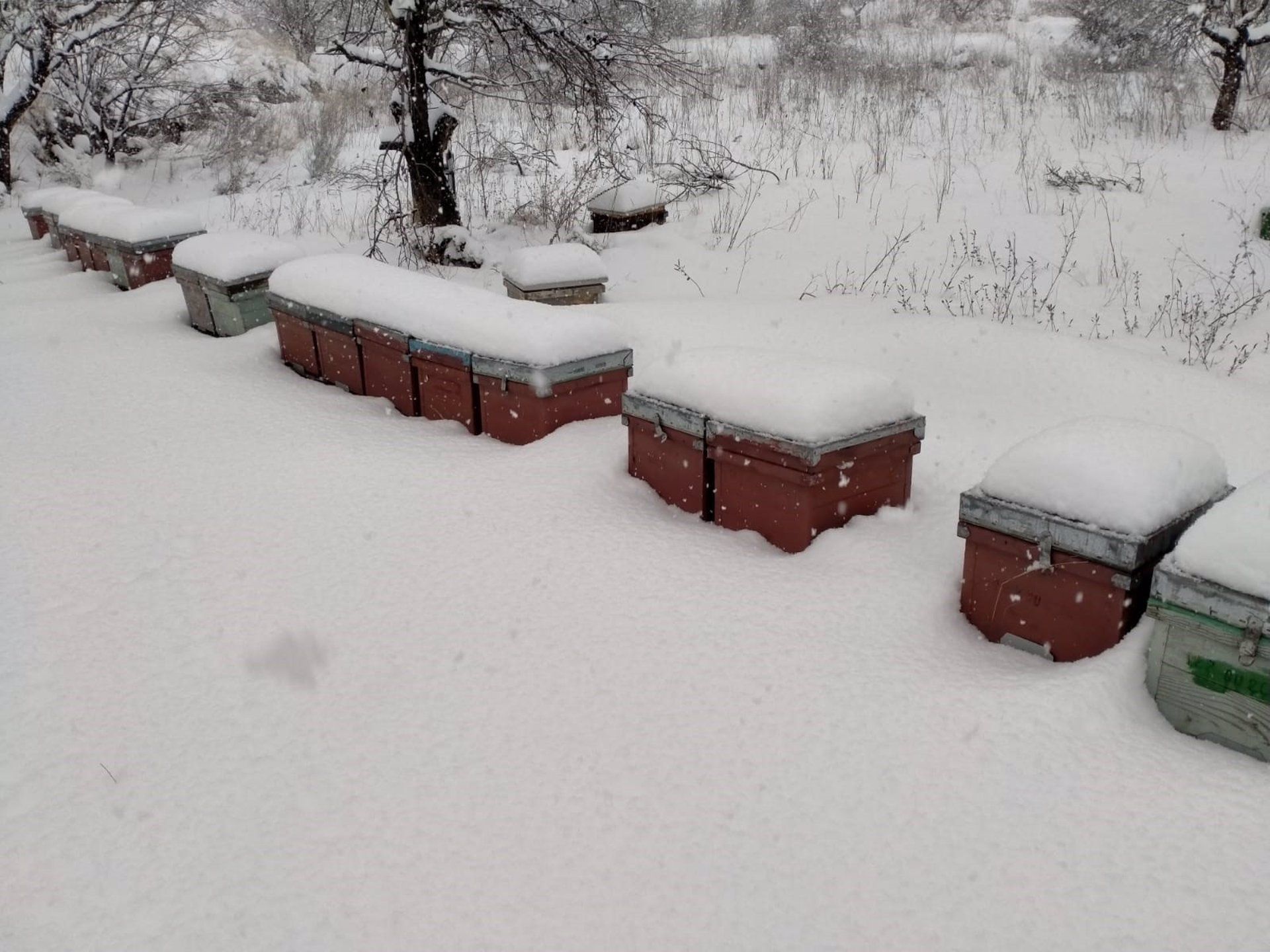 Colmenas nevadas después del temporal 'Filomena' / Foto: EP