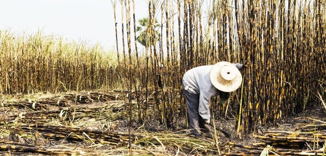 La certificación de la producción como sostenible no llega ni al 5% del total / Foto: Satit Srihin