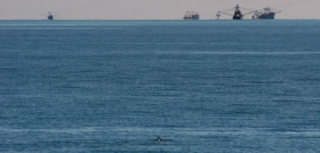 Vaquita marina en primer plano, mientras barcos de pesca faenan / Foto: Wikimedia