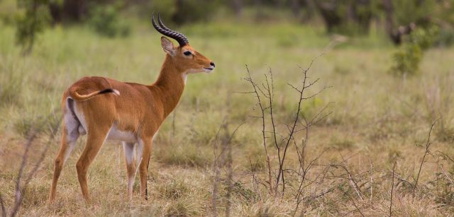 Ejemplar de macho kob antílope, del Parque Nacional de Comoé, en Costa de Marfil / Foto: Wikimedia