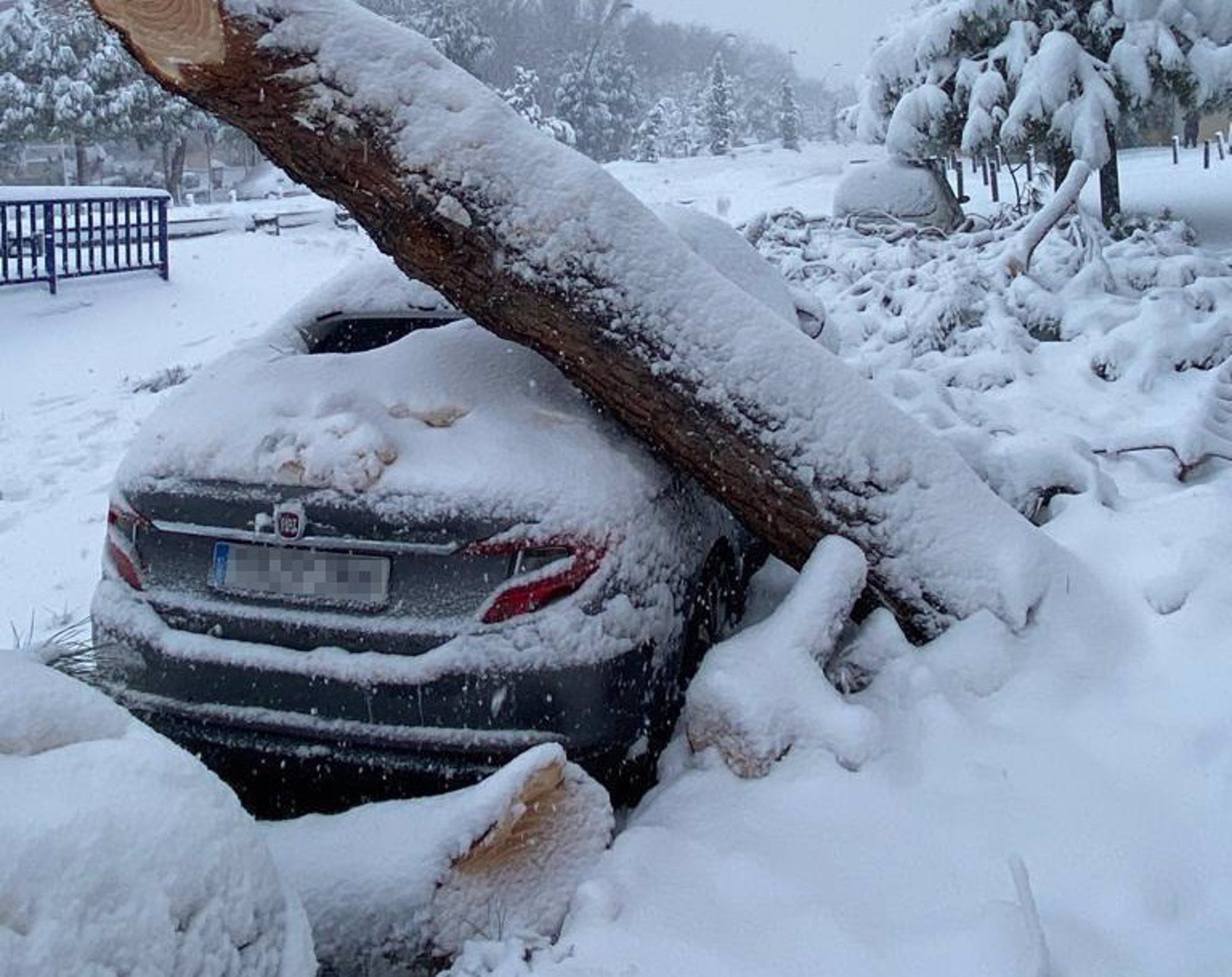 Las ciudades deberían replantear su arbolado / Foto: EP