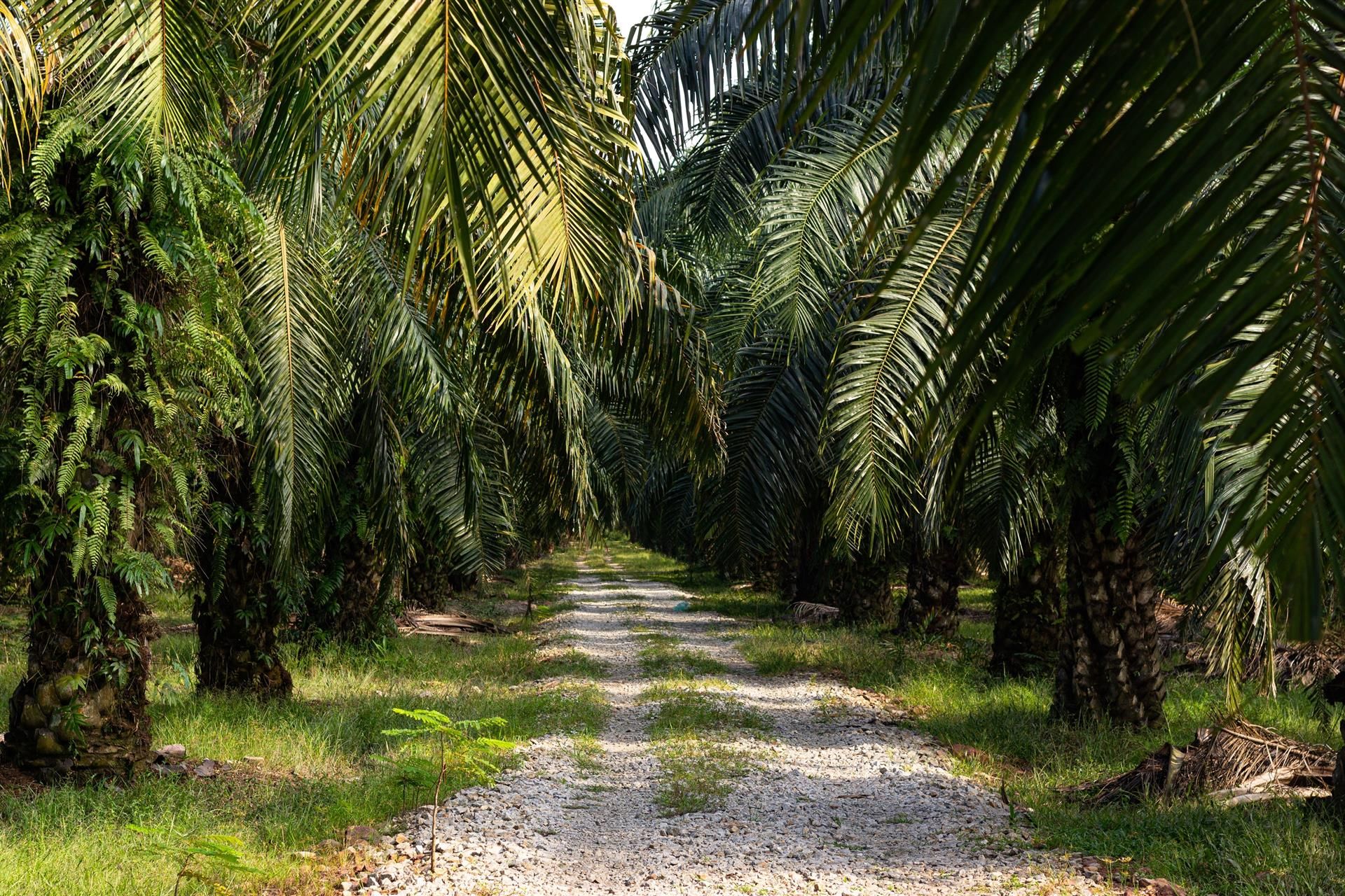 Plantación de palma para la producción de aceite, en el sureste asiático / Foto: EP
