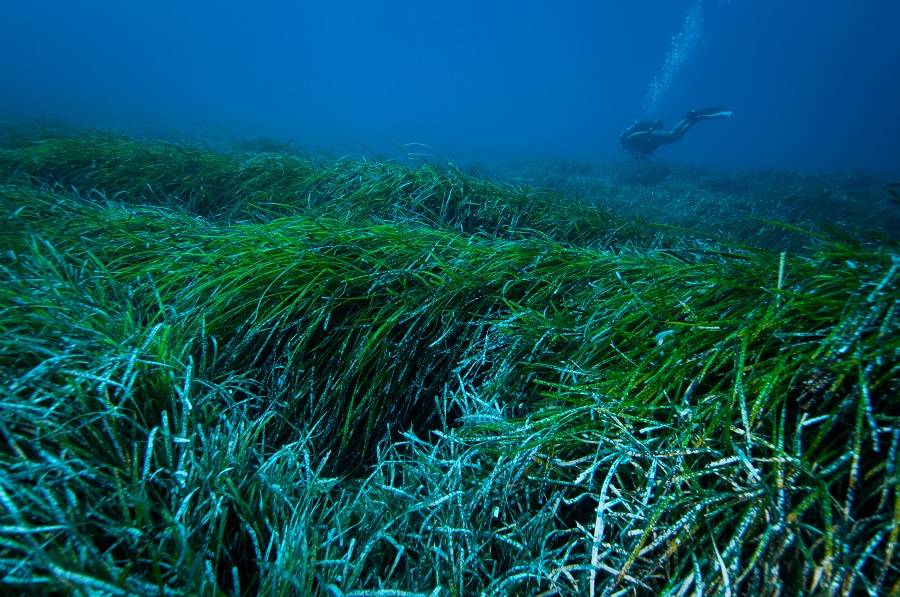 Pradera marina de posidonia / Foto: EP