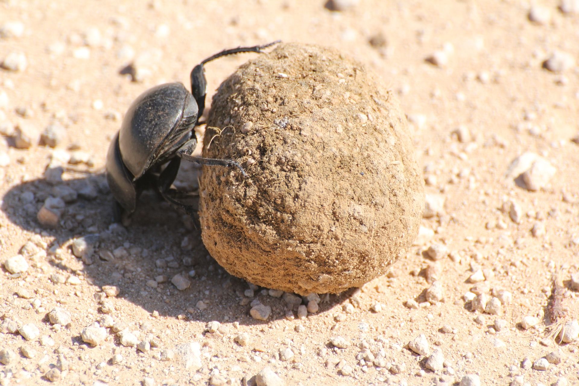 El escarabajo pelotero es un indicador de la salud de paisajes naturales alterados y su biodiversidad / Foto: Elleithyia - Pixabay