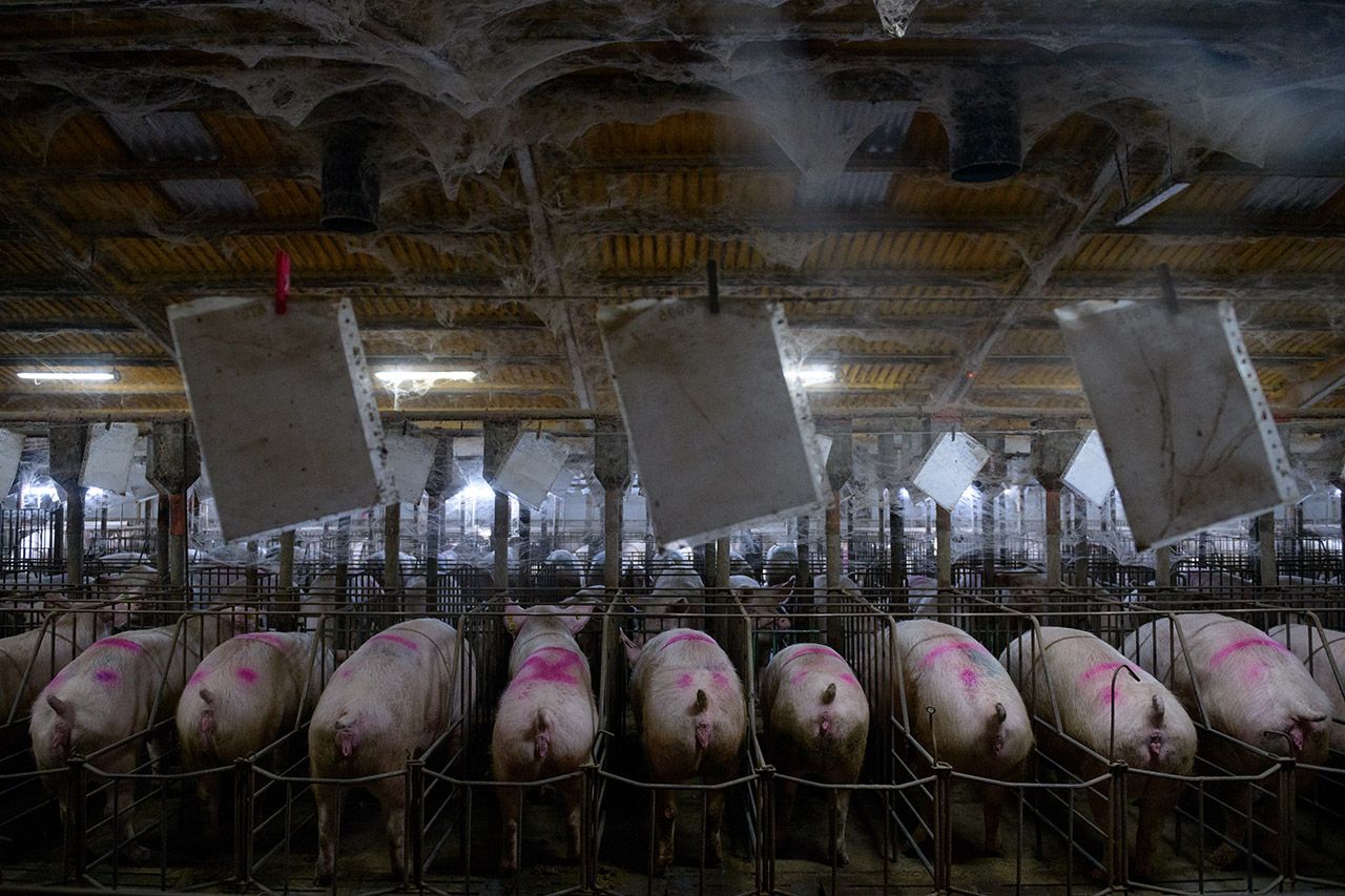 Macrogranja de cerdos, sala gestación / Foto: Aitor Garmendia - 'Tras los Muros'
