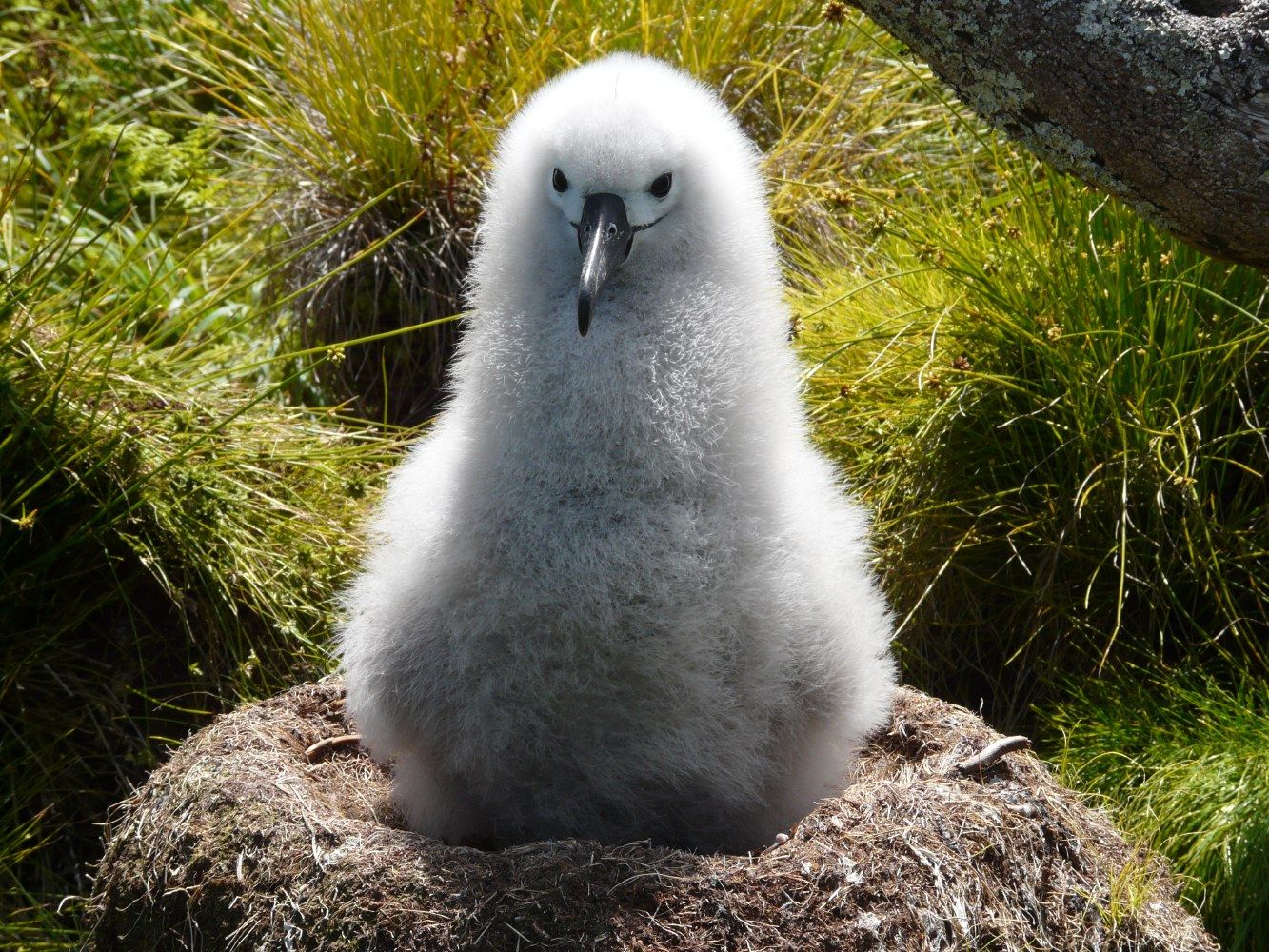 Solo en Tristan da Cunha es posible observar polluelos de albatros de pico fino (‘Thalassarche chlororhynchos’) / Foto: Sue Scott
