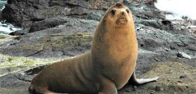 Lobo marino subantártico, (‘Arctophoca tropicalis’) / Foto: Sue Scott 