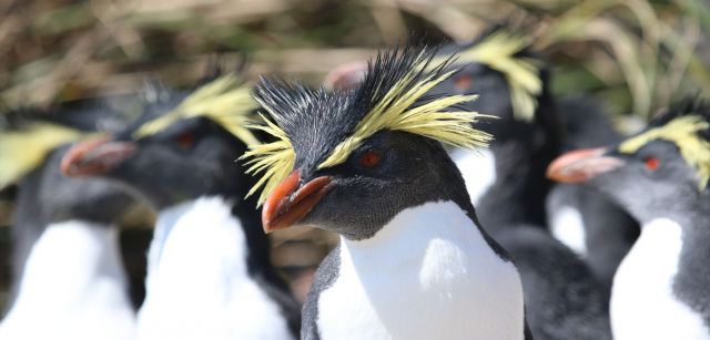 Pingüinos de penacho amarillo norteños (‘Eudyptes moseleyi’) / Foto: Andy Schofield