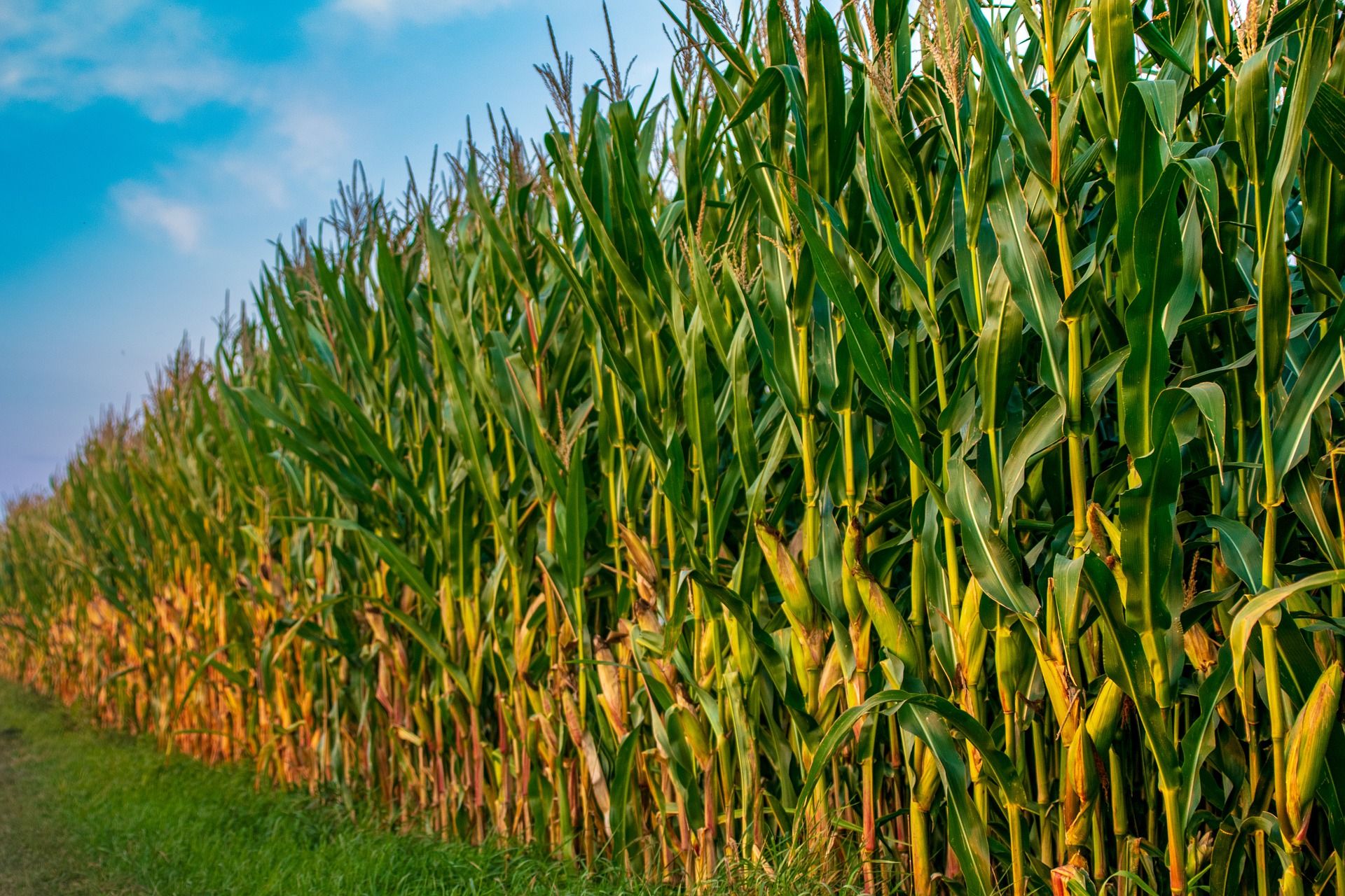 Plantación de maíz. Bruselas autoriza nuevos transgénicos / Foto: Torsten Pretzsch - Pixabay