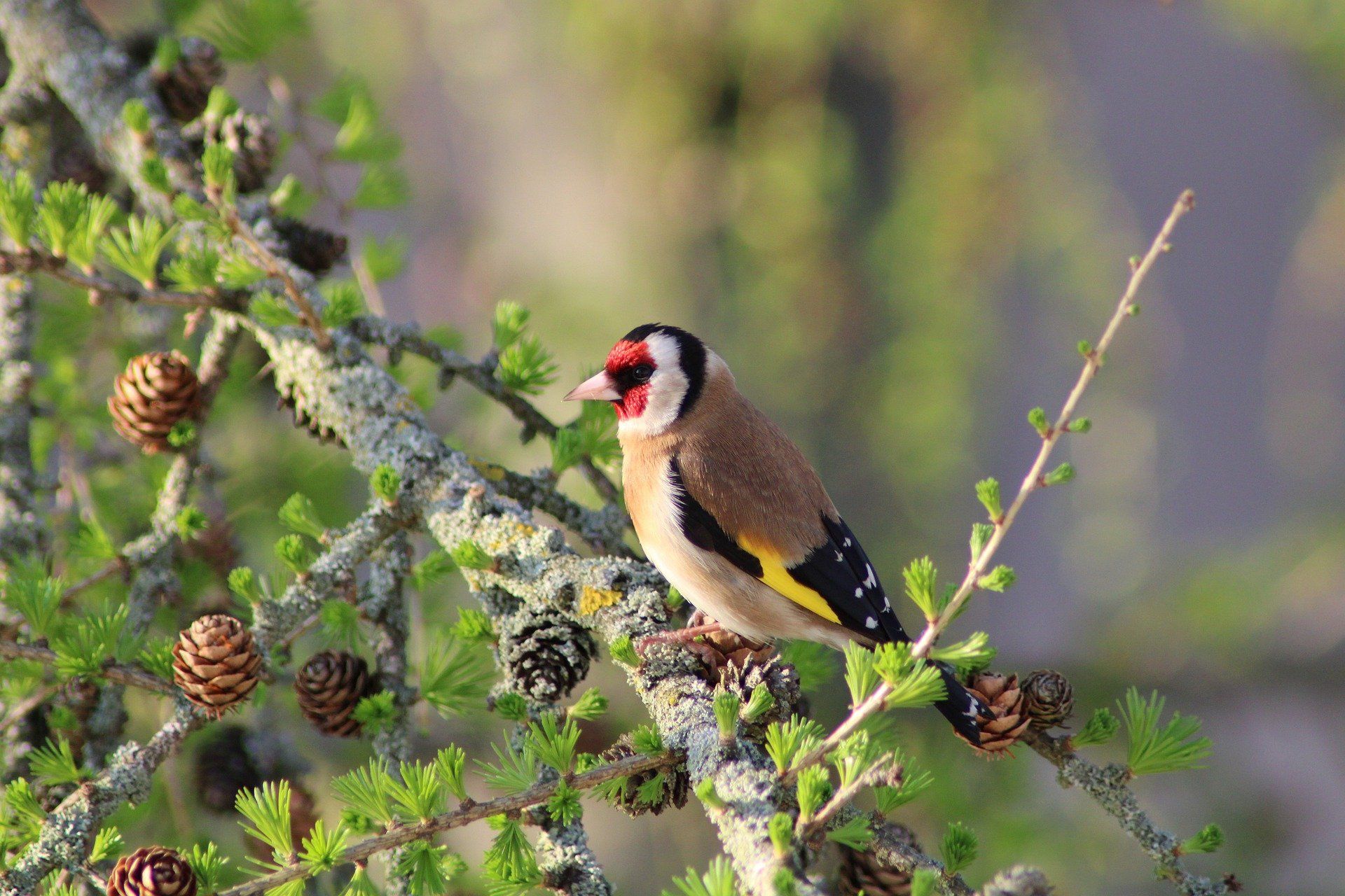 Ejemplar de uno de los muchos tipos de jilgueros ('Carduelis carduelis') / Foto:  Kranich - Pixabay 