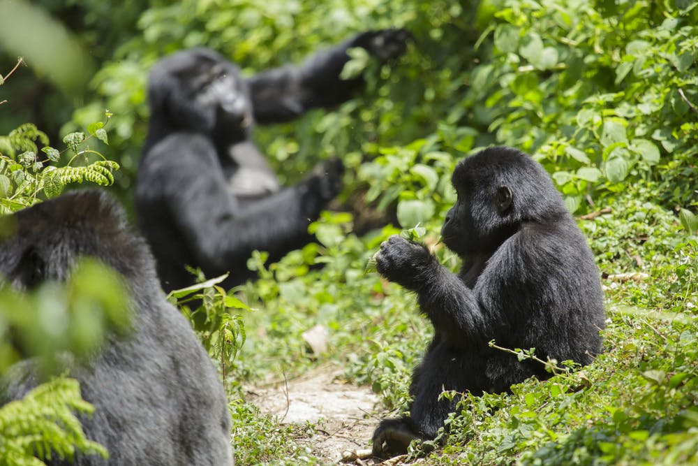 Los gorilas se han visto afectados por virus humanos en el pasado y por tanto son potencialmente vulnerables al coronavirus / Foto: The Conversation