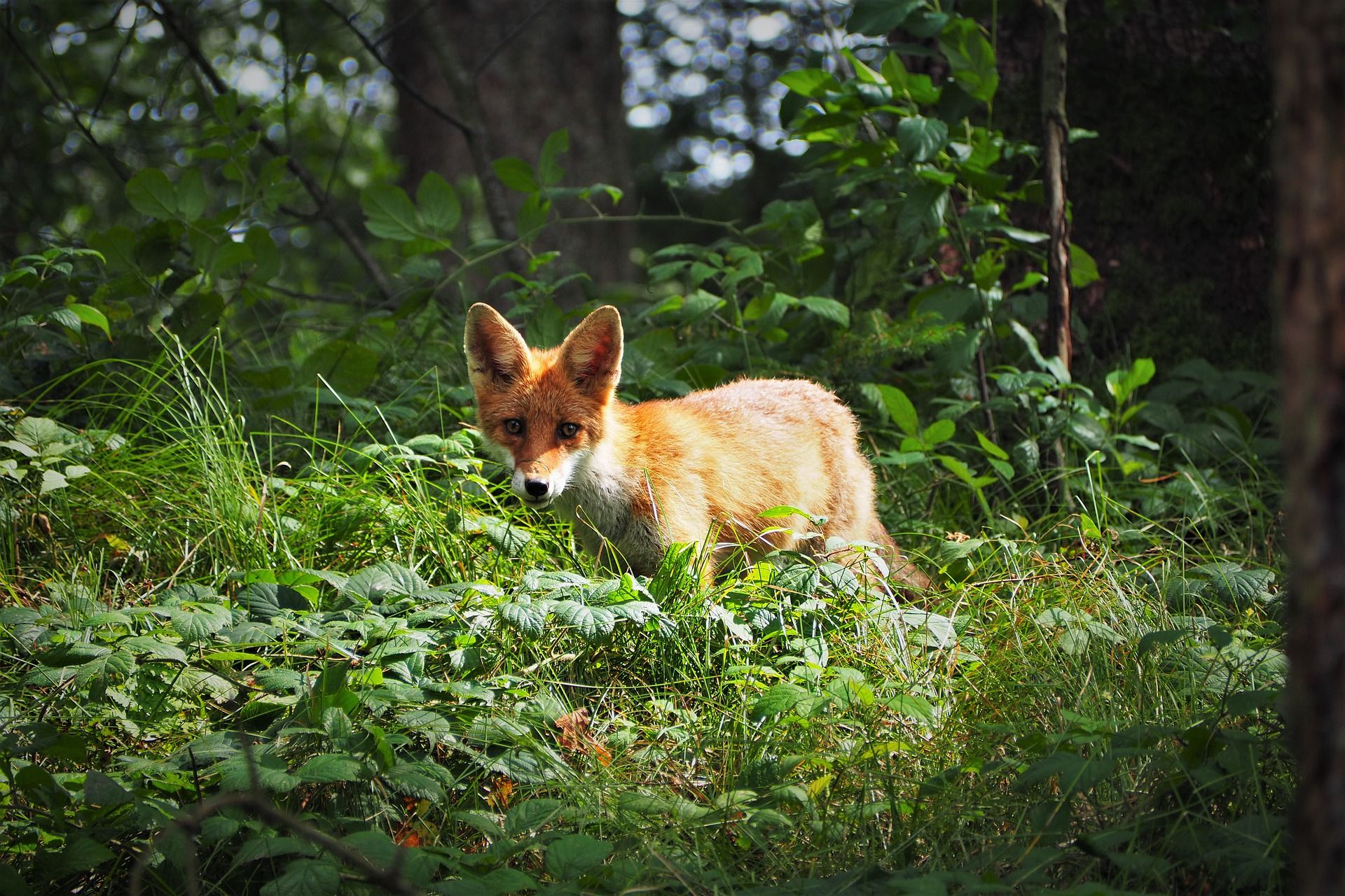 Ejemplar de zorro. Fauna salvaje / Foto: Pixabay