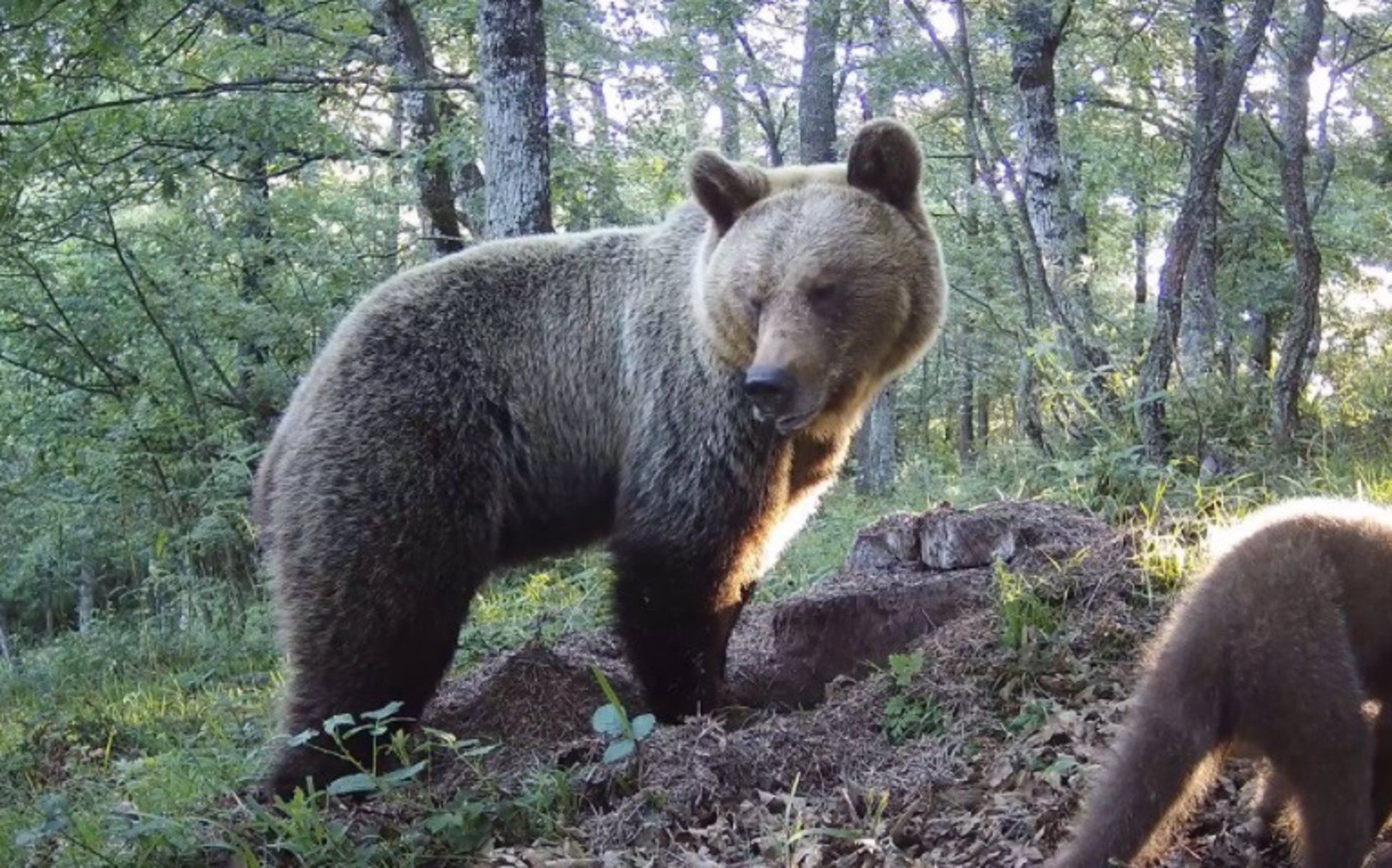 Ejemplar de osa reproductora junto a su osezno en el Parque Natural Las Ubiñas-La Mesa / Foto: EP