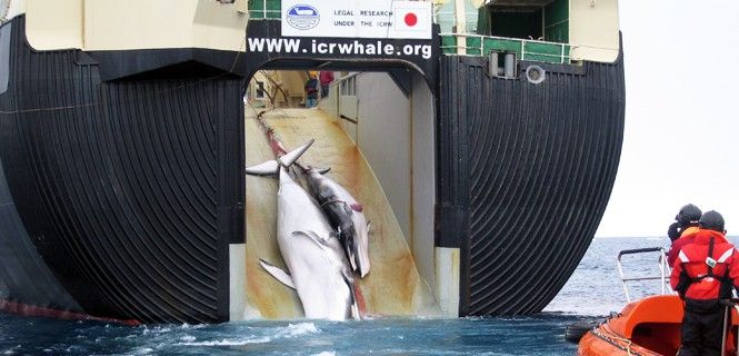 La flota pesquera japonesa captura a dos ballenas minke / Foto: Australian Customs and Border Protection Service
