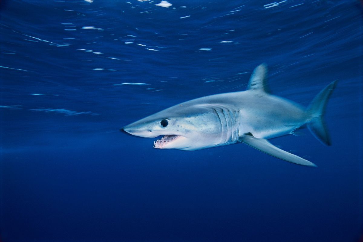 Marrajo dientuso, una especie de tiburón en peligro de extinción / Foto: WWF